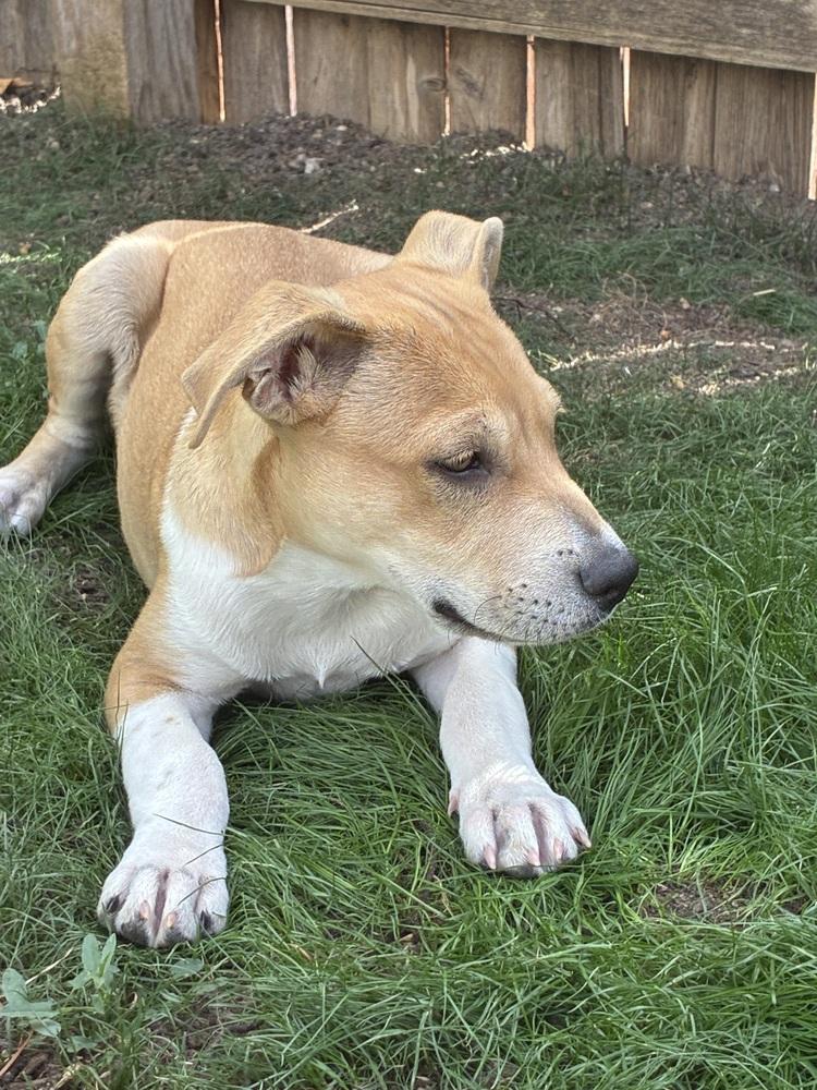 Enlarge JOURNEY, a Adoptable Pit Bull Terrier in Thornton, CO image 1/2