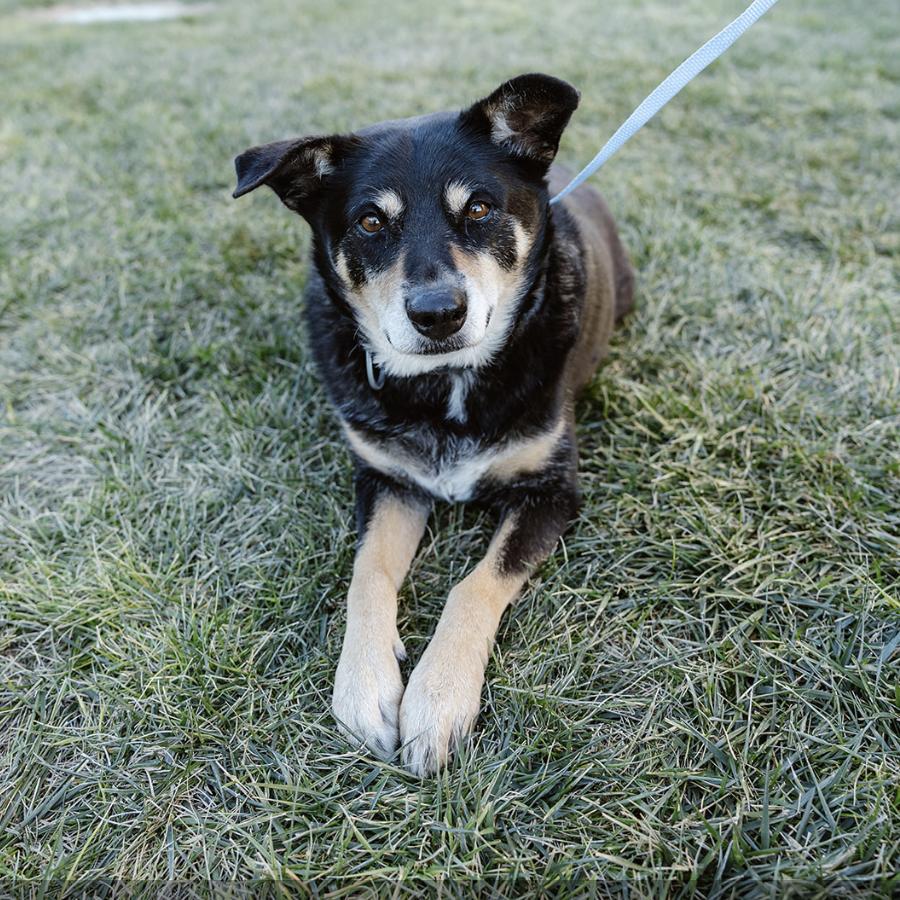 Coco, Adoptable, Adult Female Australian Cattle Dog / Blue Heeler.