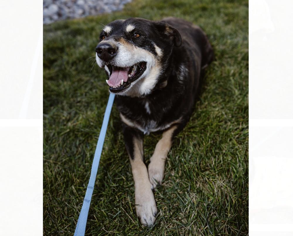 Enlarge Coco, a Adoptable mixed breed in Clovis, NM image 2/6