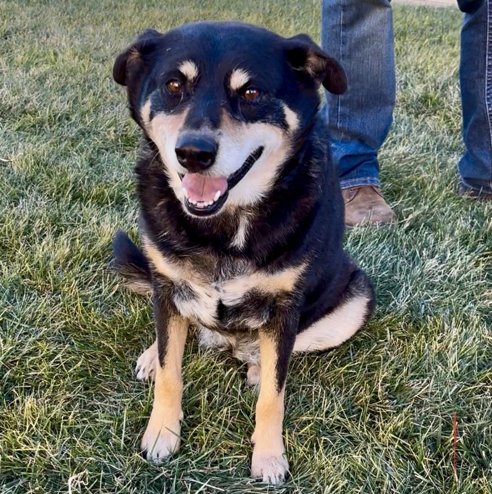 Enlarge Coco, a Adoptable mixed breed in Clovis, NM image 3/6