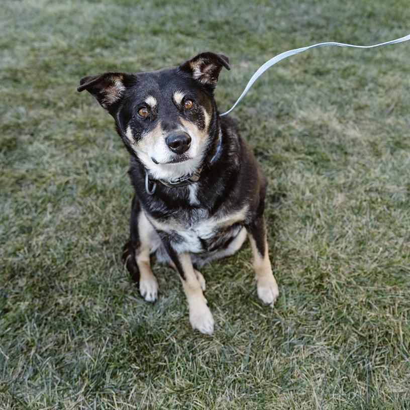 Enlarge Coco, a Adoptable mixed breed in Clovis, NM image 4/6