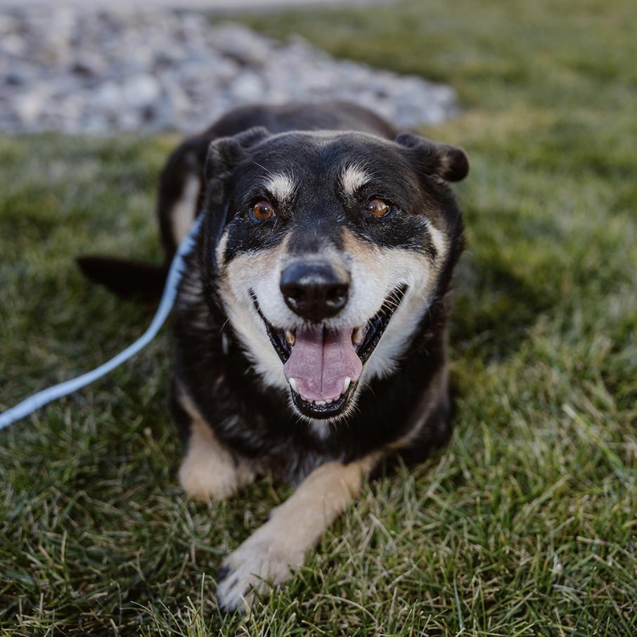 Enlarge Coco, a Adoptable mixed breed in Clovis, NM image 5/6