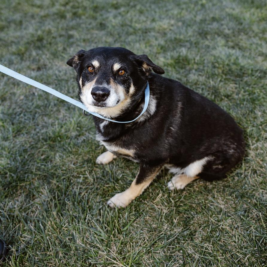 Enlarge Coco, a Adoptable mixed breed in Clovis, NM image 6/6
