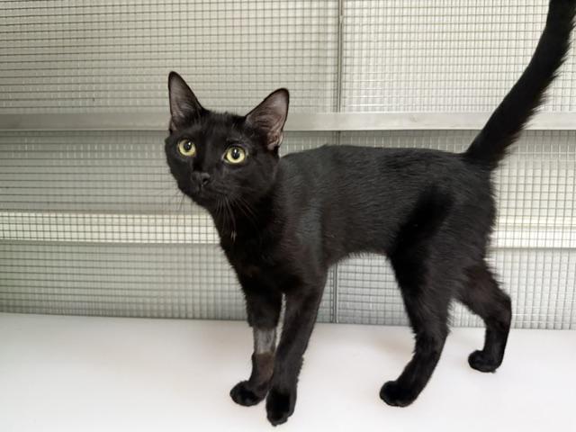 Rye, ADOPTABLE, Young Female Domestic Short Hair.