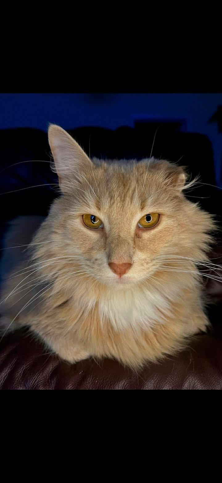 Fluffy, Adoptable, Adult Male Domestic Medium Hair.