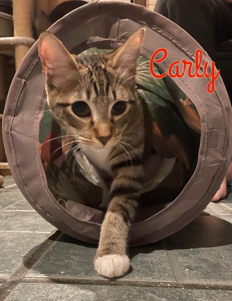 Carly, Adoptable, Kitten Female Domestic Short Hair.