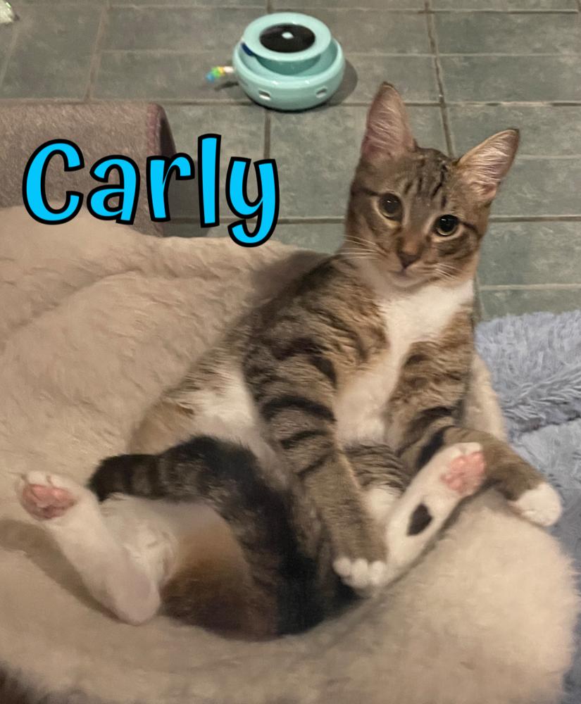 Carly, a Adoptable Domestic Short Hair in Garland, TX image 2/6