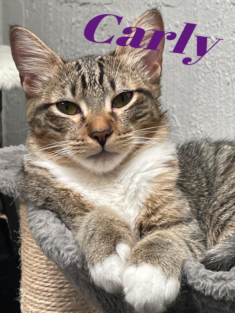 Carly, a Adoptable Domestic Short Hair in Garland, TX image 3/6