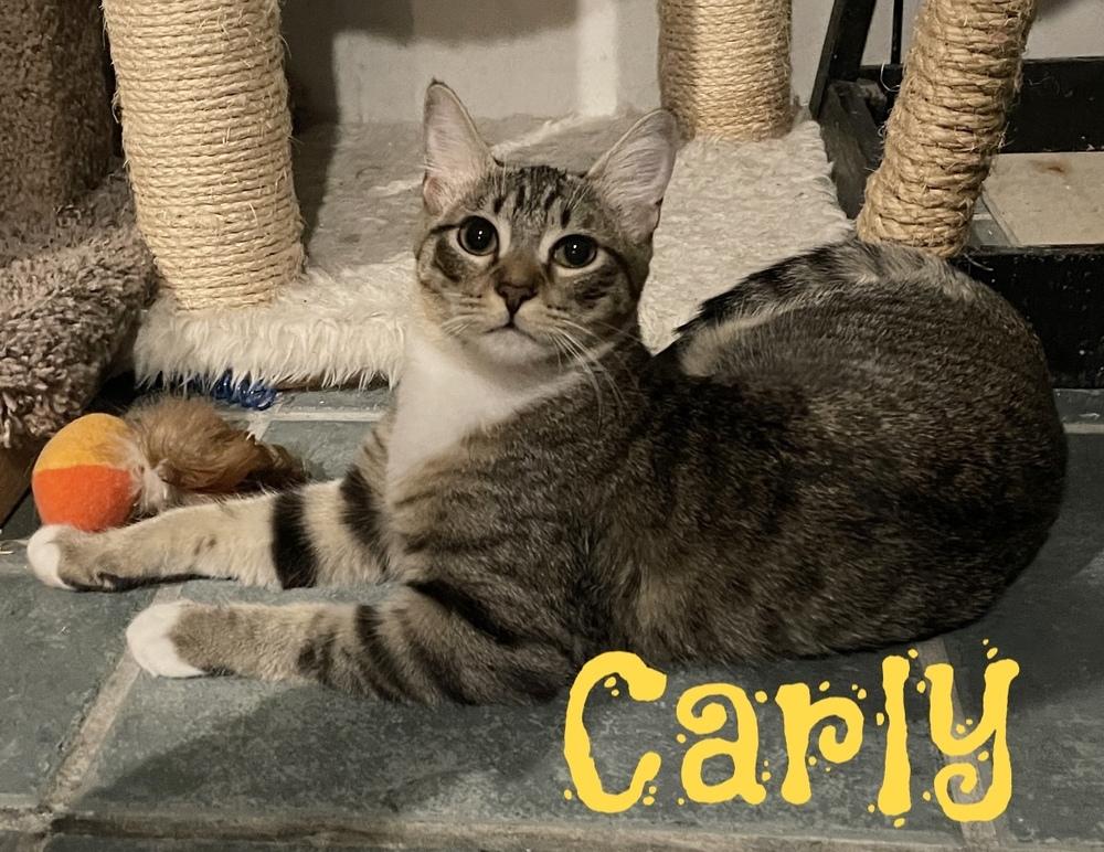 Carly, a Adoptable Domestic Short Hair in Garland, TX image 4/6