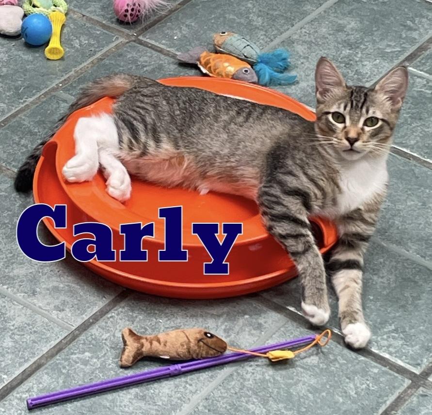 Carly, a Adoptable Domestic Short Hair in Garland, TX image 5/6