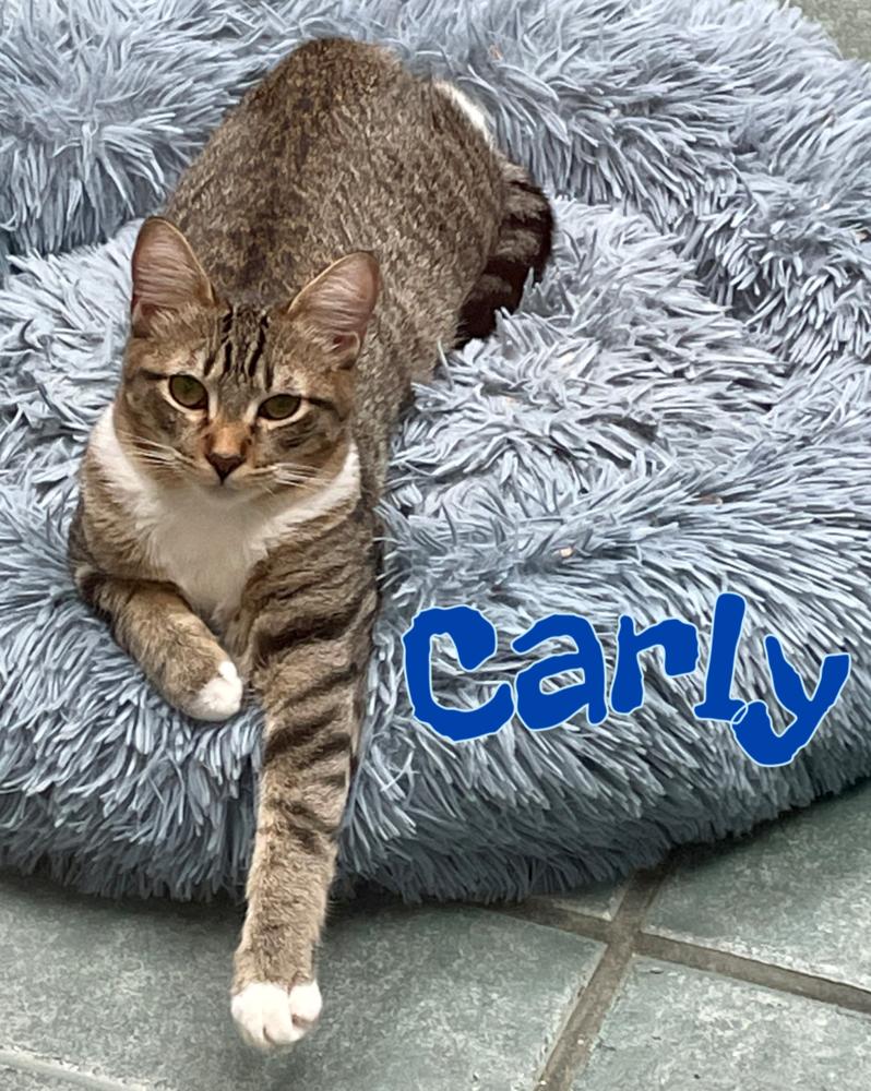 Carly, a Adoptable Domestic Short Hair in Garland, TX image 6/6