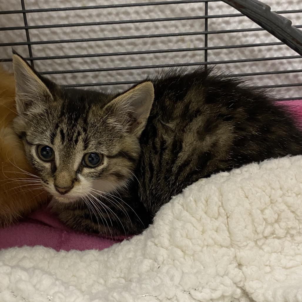 Pierce, a Adoptable Domestic Short Hair in Norfolk, NE image 1/2