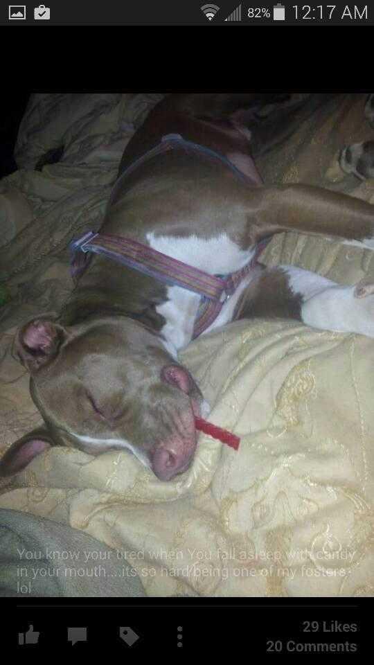 Tyler, a Adopted mixed breed in Staunton, VA image 1/3