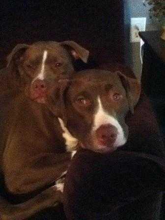 Tyler, a Adopted mixed breed in Staunton, VA image 3/3