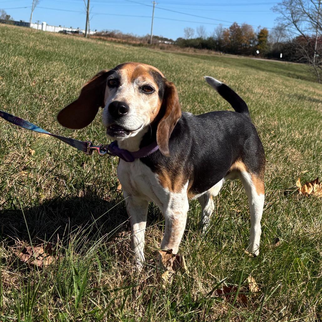 Enlarge Scooter, a Adoptable Beagle in Smithville, TN image 1/3