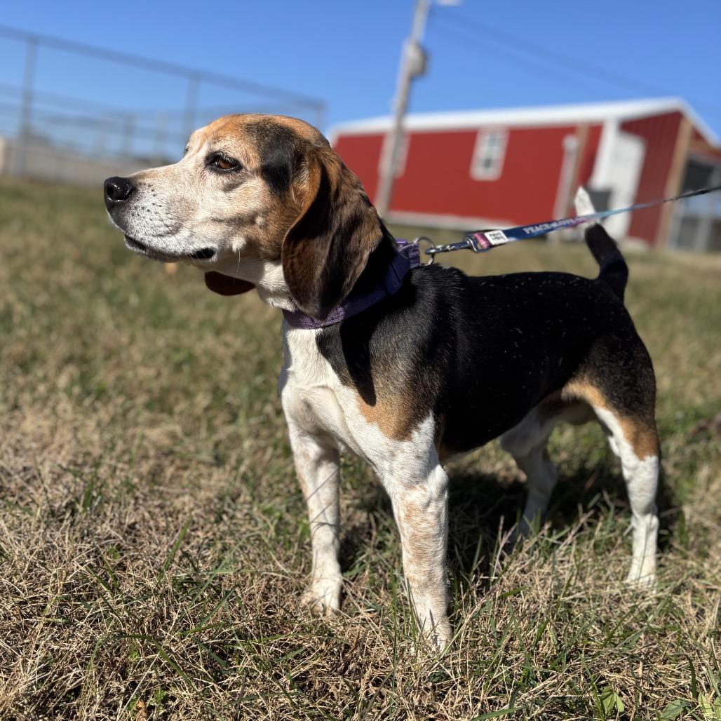 Enlarge Scooter, a Adoptable Beagle in Smithville, TN image 3/3
