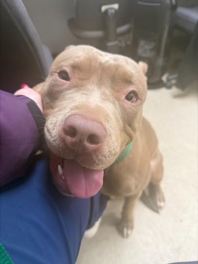 NINA, Adoptable, Adult Female Pit Bull Terrier.