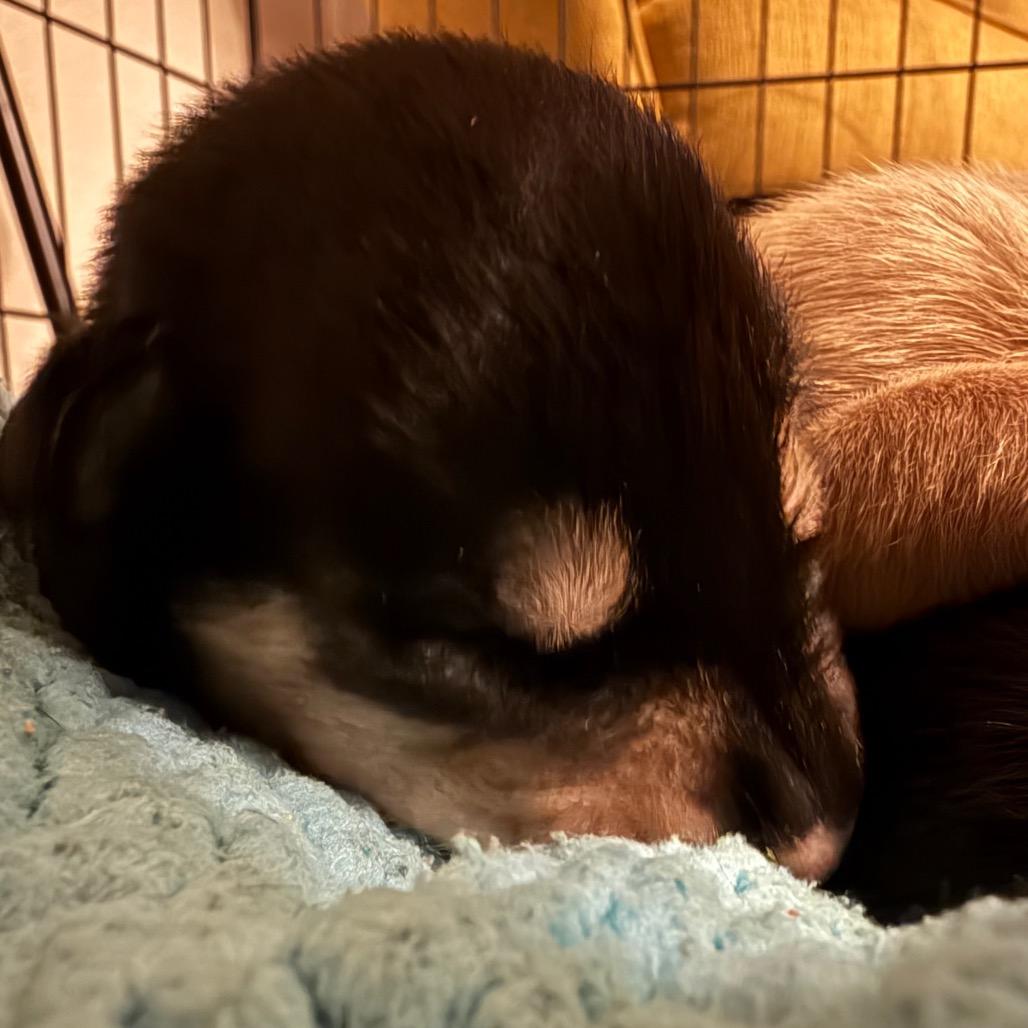 Twizzler, Adoptable, Puppy Female Mixed Breed.