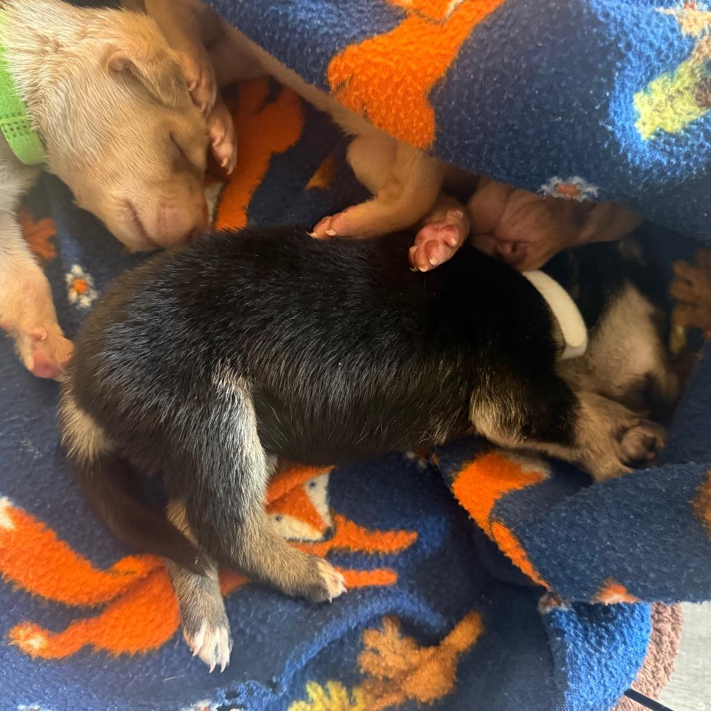 Enlarge Twizzler, a Adoptable Mixed Breed in Sacramento, CA image 2/6