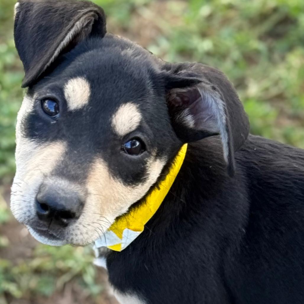 Enlarge Twizzler, a Adoptable Mixed Breed in Sacramento, CA image 3/6