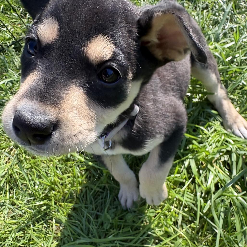 Enlarge Twizzler, a Adoptable Mixed Breed in Sacramento, CA image 4/6