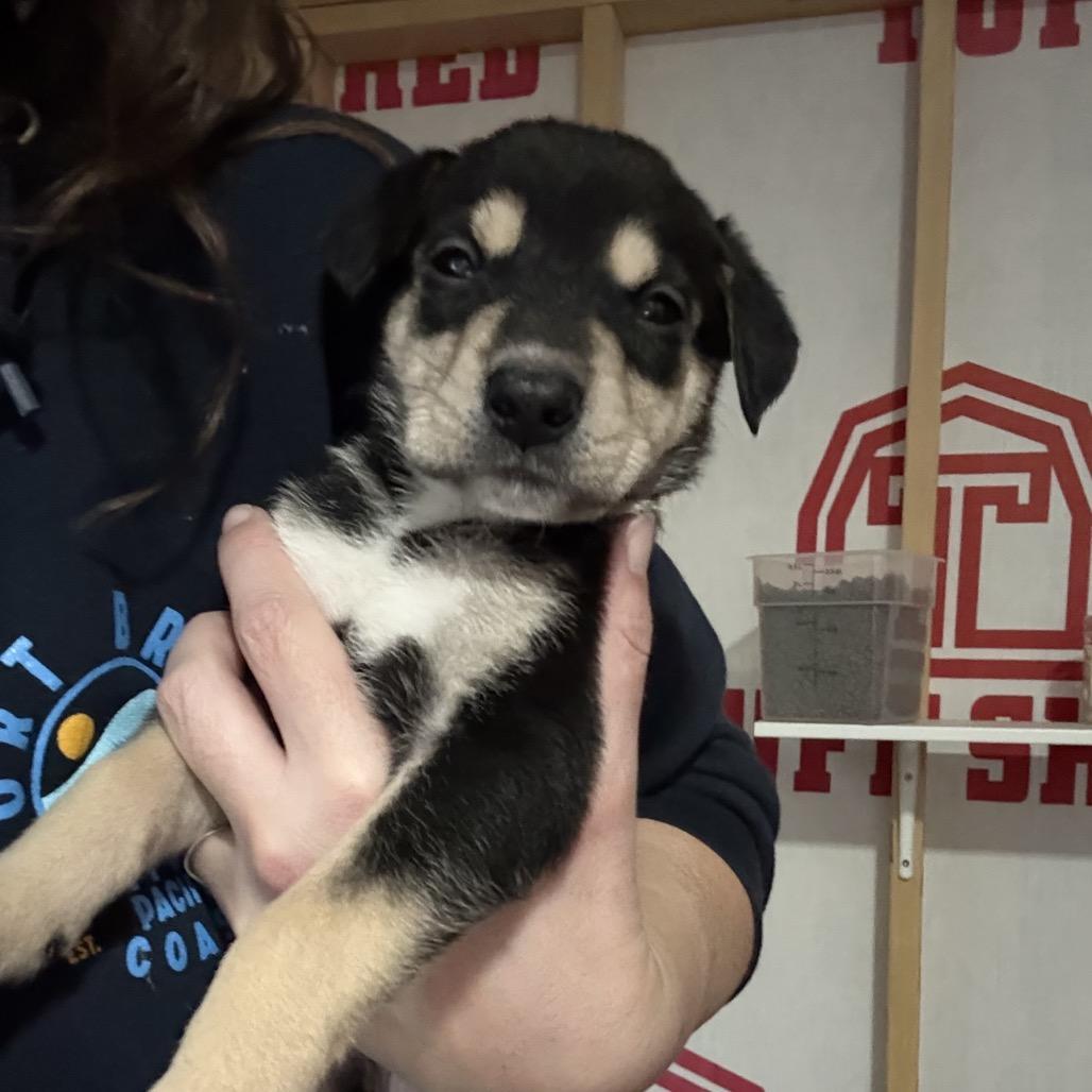 Enlarge Twizzler, a Adoptable Mixed Breed in Sacramento, CA image 5/6