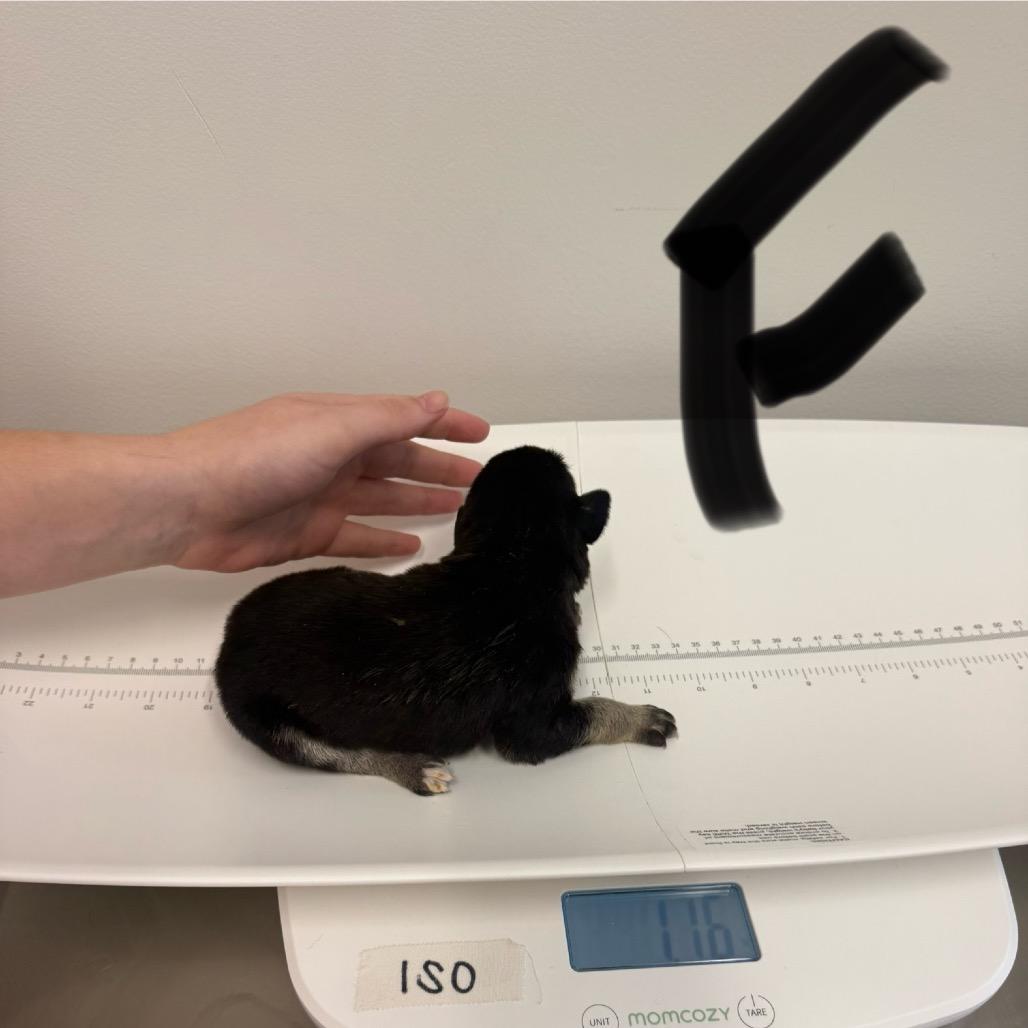 Enlarge Twizzler, a Adoptable Mixed Breed in Sacramento, CA image 6/6