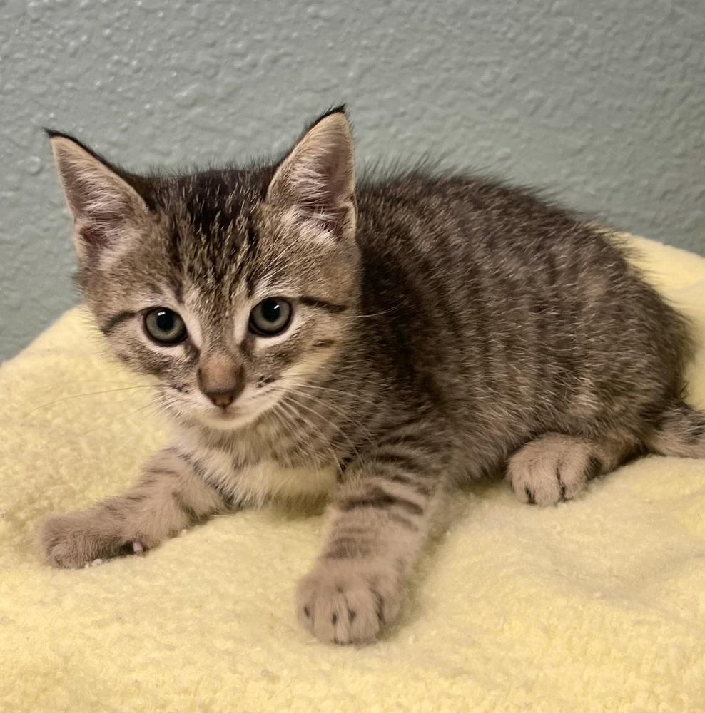 Enlarge Sprite, a Adoptable mixed breed in Jamestown, CA image 1/1