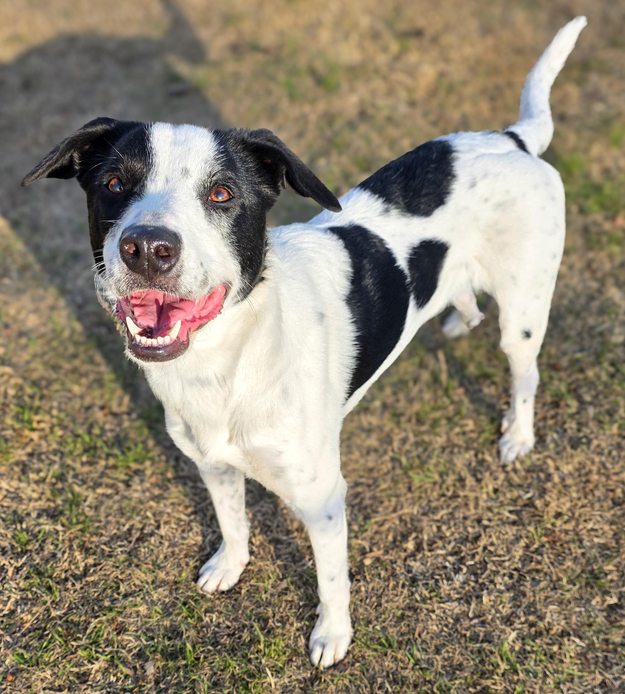 Enlarge Clarissa, a Adoptable mixed breed in Breckenridge, CO image 2/6