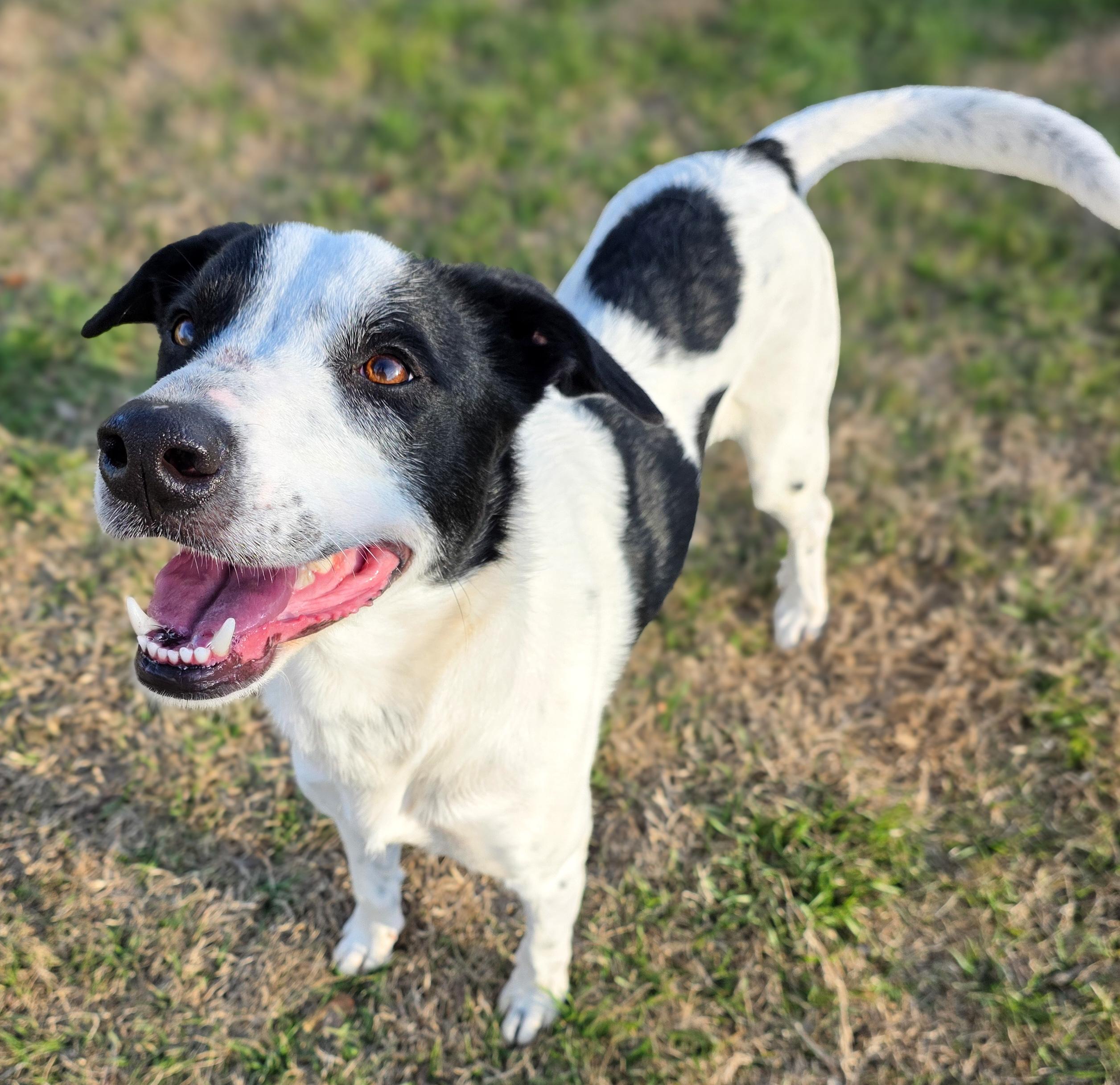 Enlarge Clarissa, a Adoptable mixed breed in Breckenridge, CO image 1/6