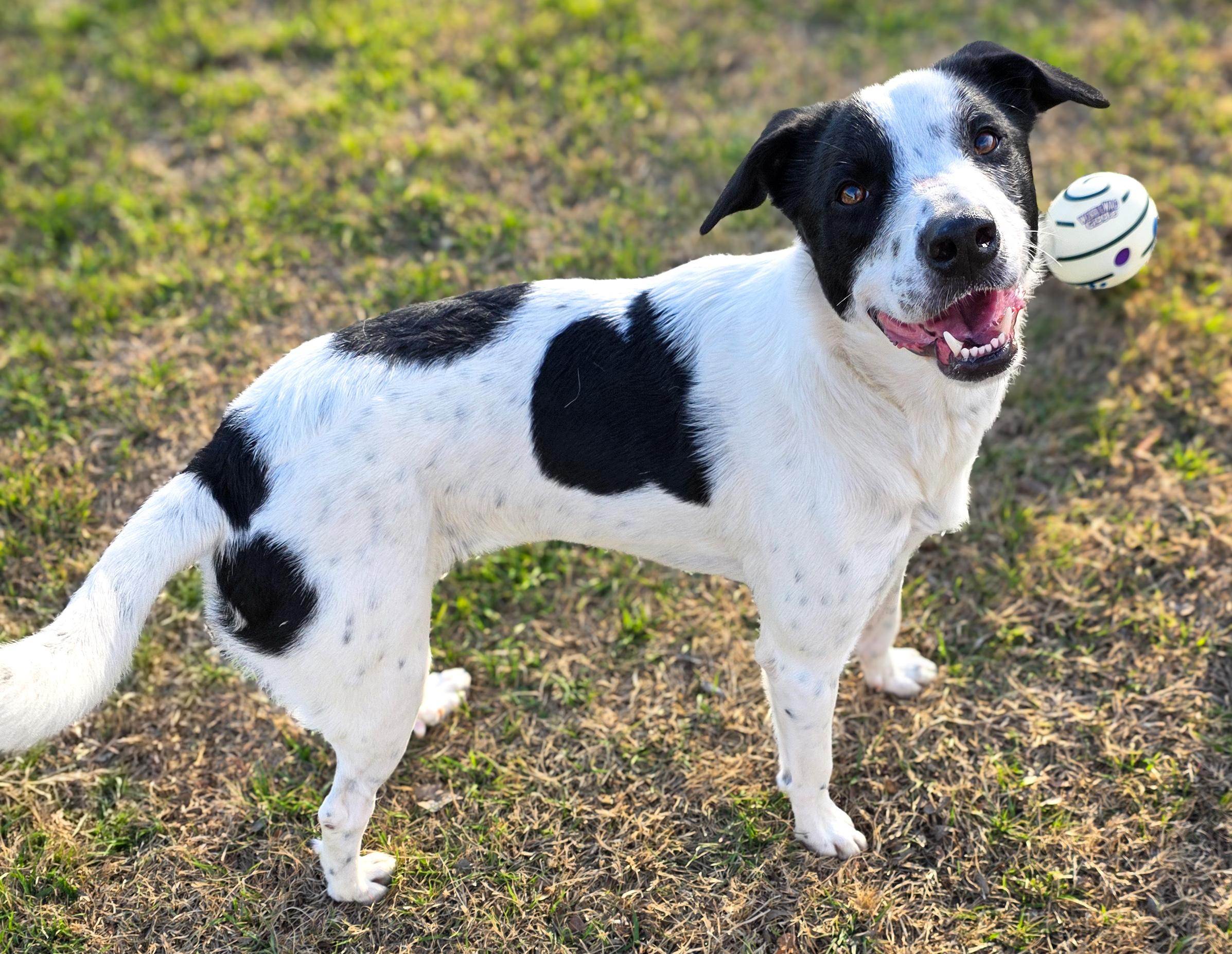 Enlarge Clarissa, a Adoptable mixed breed in Breckenridge, CO image 4/6