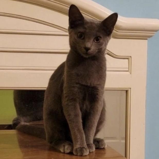 Chrissie Hynde, Adoptable, Adult Female Domestic Short Hair.