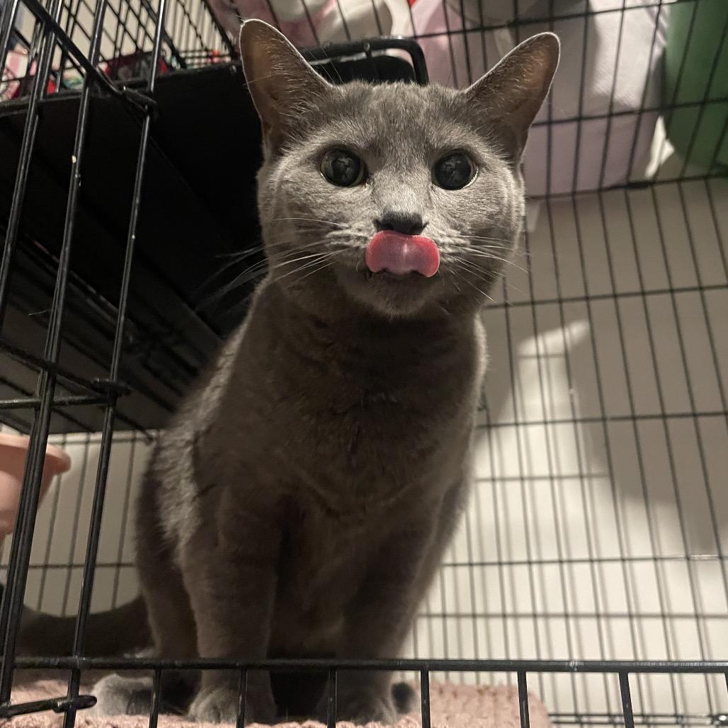 Chrissie Hynde, a Adoptable Domestic Short Hair in Woodstock, GA image 2/5