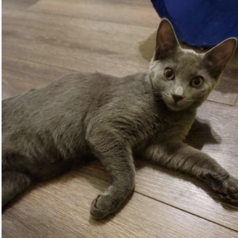 Enlarge Chrissie Hynde, a Adoptable Domestic Short Hair in Woodstock, GA image 2/3