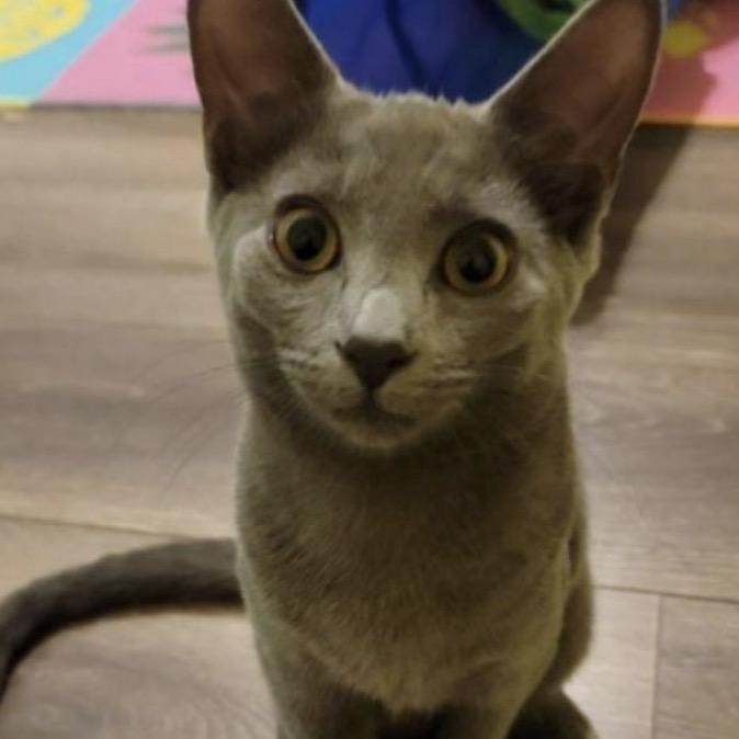 Enlarge Chrissie Hynde, a Adoptable Domestic Short Hair in Woodstock, GA image 3/3