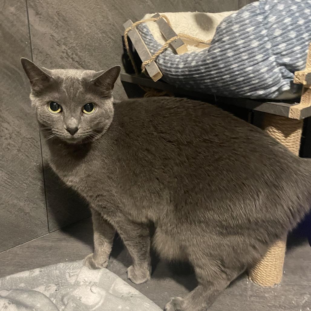 Chrissie Hynde, a Adoptable Domestic Short Hair in Woodstock, GA image 5/5