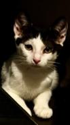 Lilo, Adoptable, Young Female Domestic Short Hair.