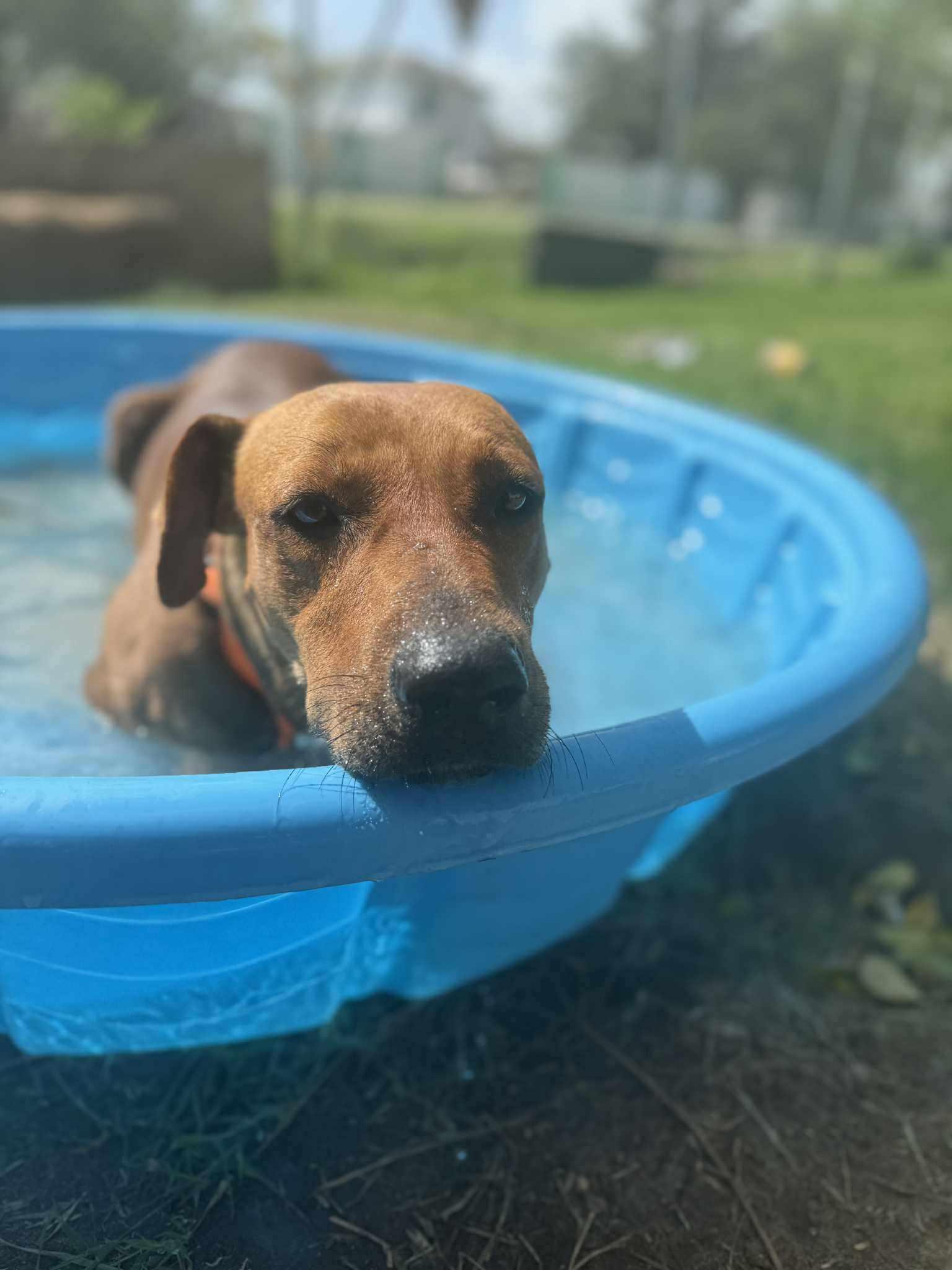 Honey, an adoptable Mixed Breed in BUTTE, MT, 59701 | Photo Image 3