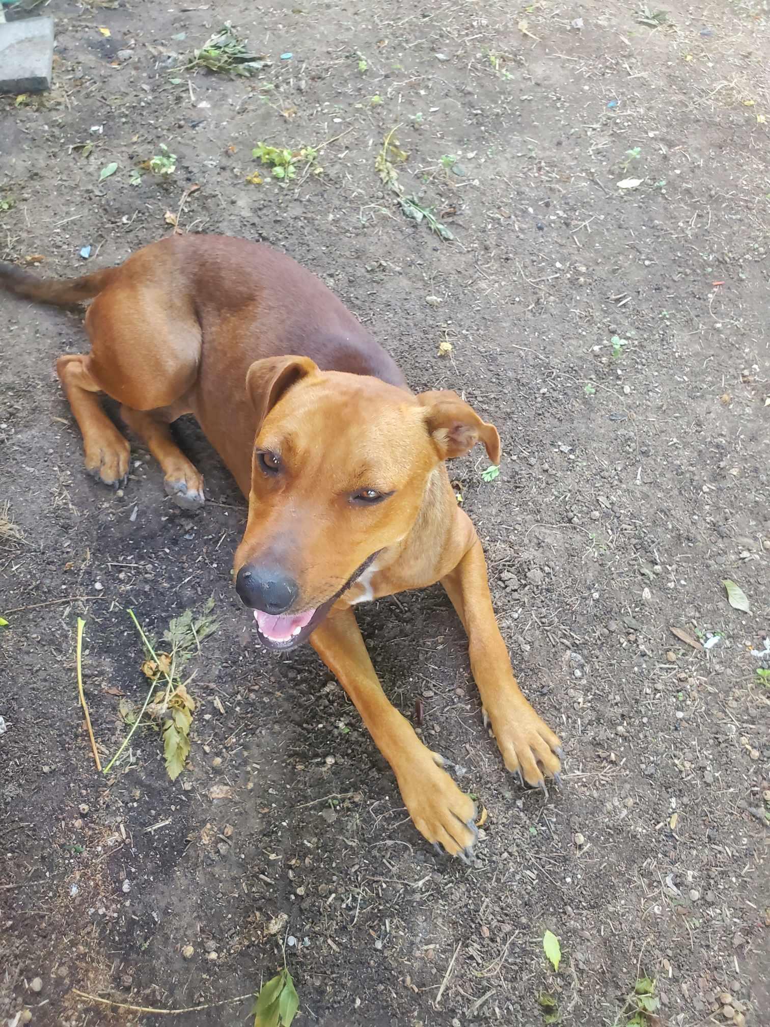 Honey, an adoptable Mixed Breed in BUTTE, MT, 59701 | Photo Image 5