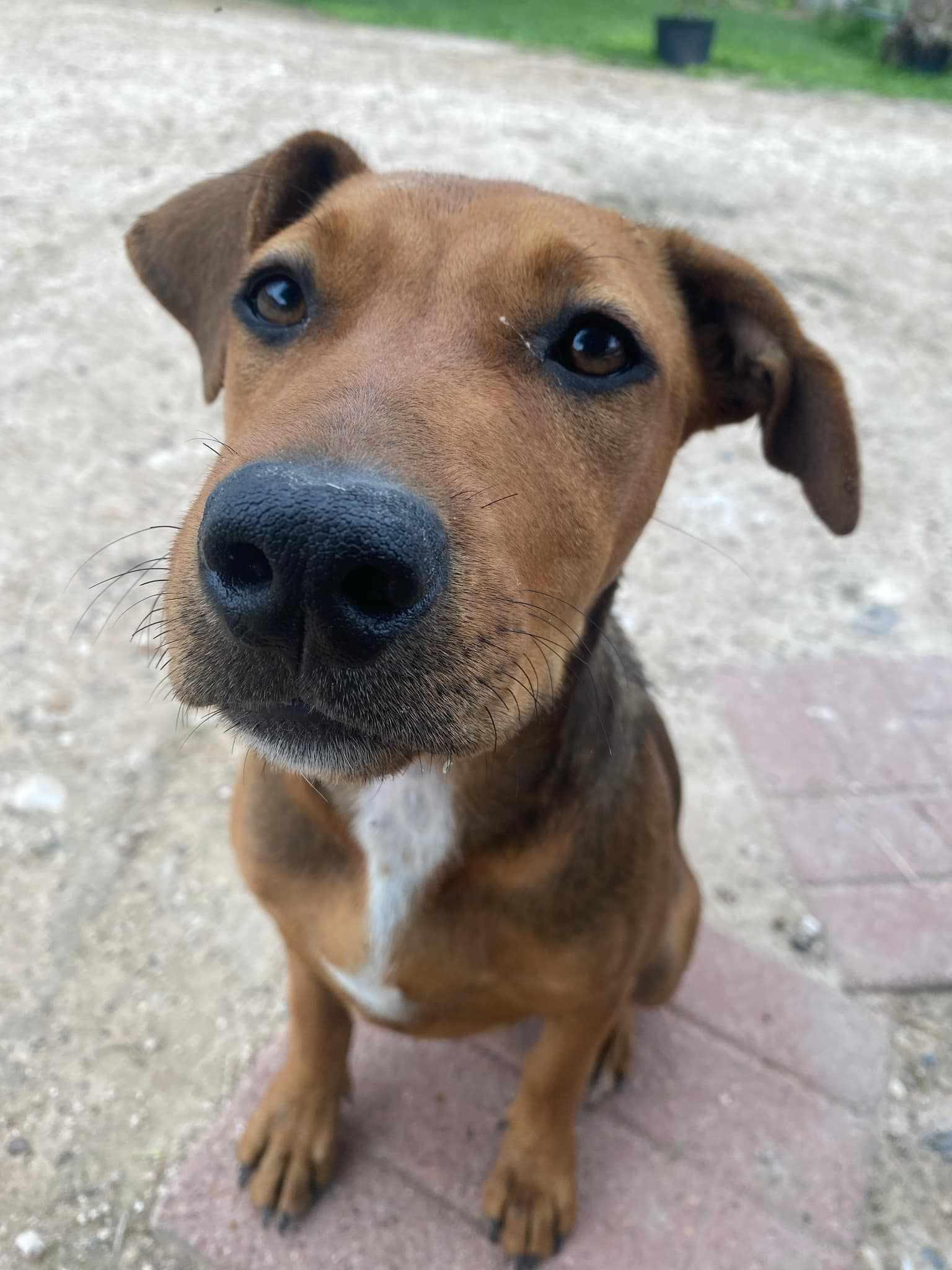 Honey, an adoptable Mixed Breed in BUTTE, MT, 59701 | Photo Image 2
