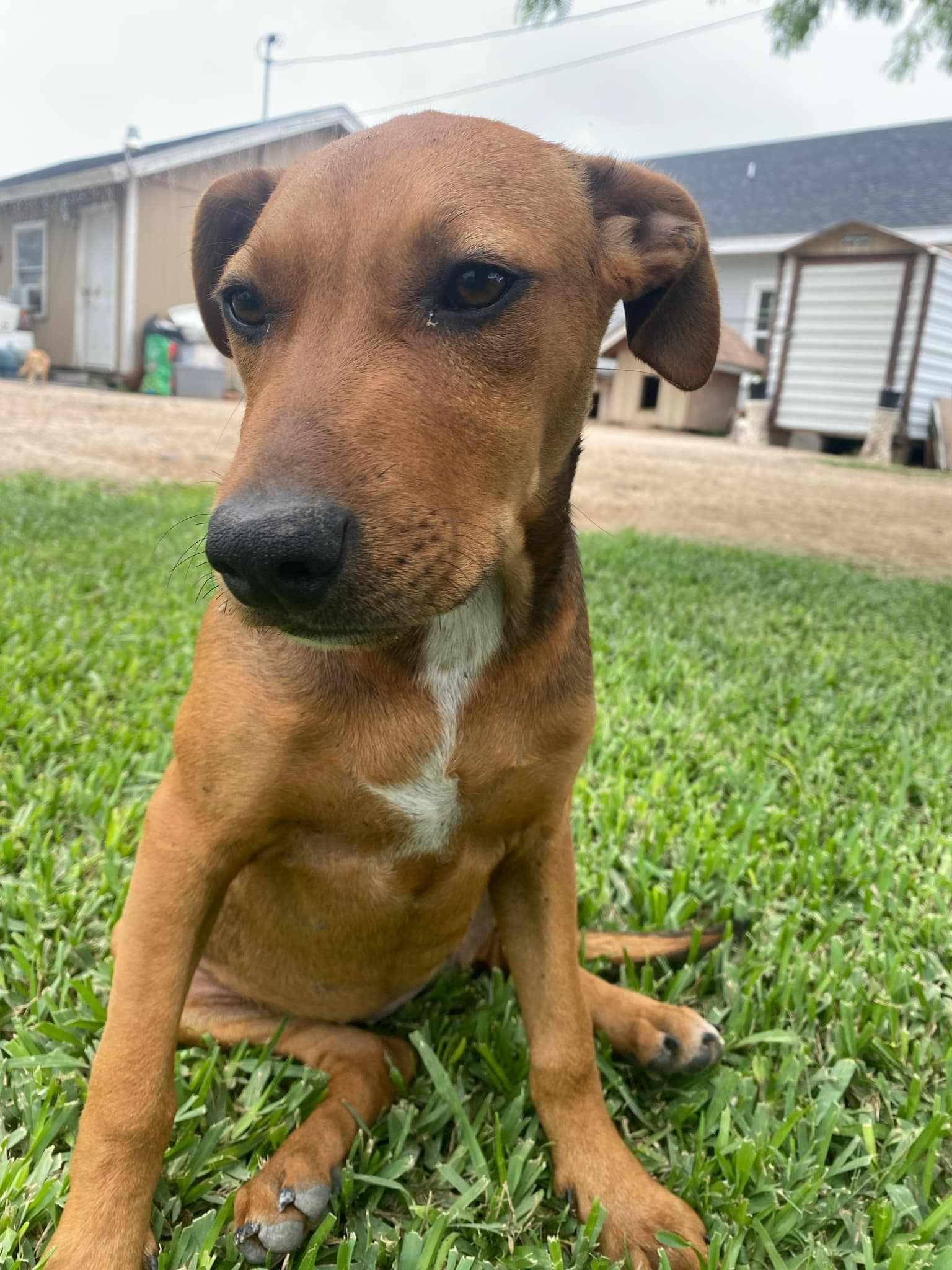 Honey, an adoptable Mixed Breed in BUTTE, MT, 59701 | Photo Image 4