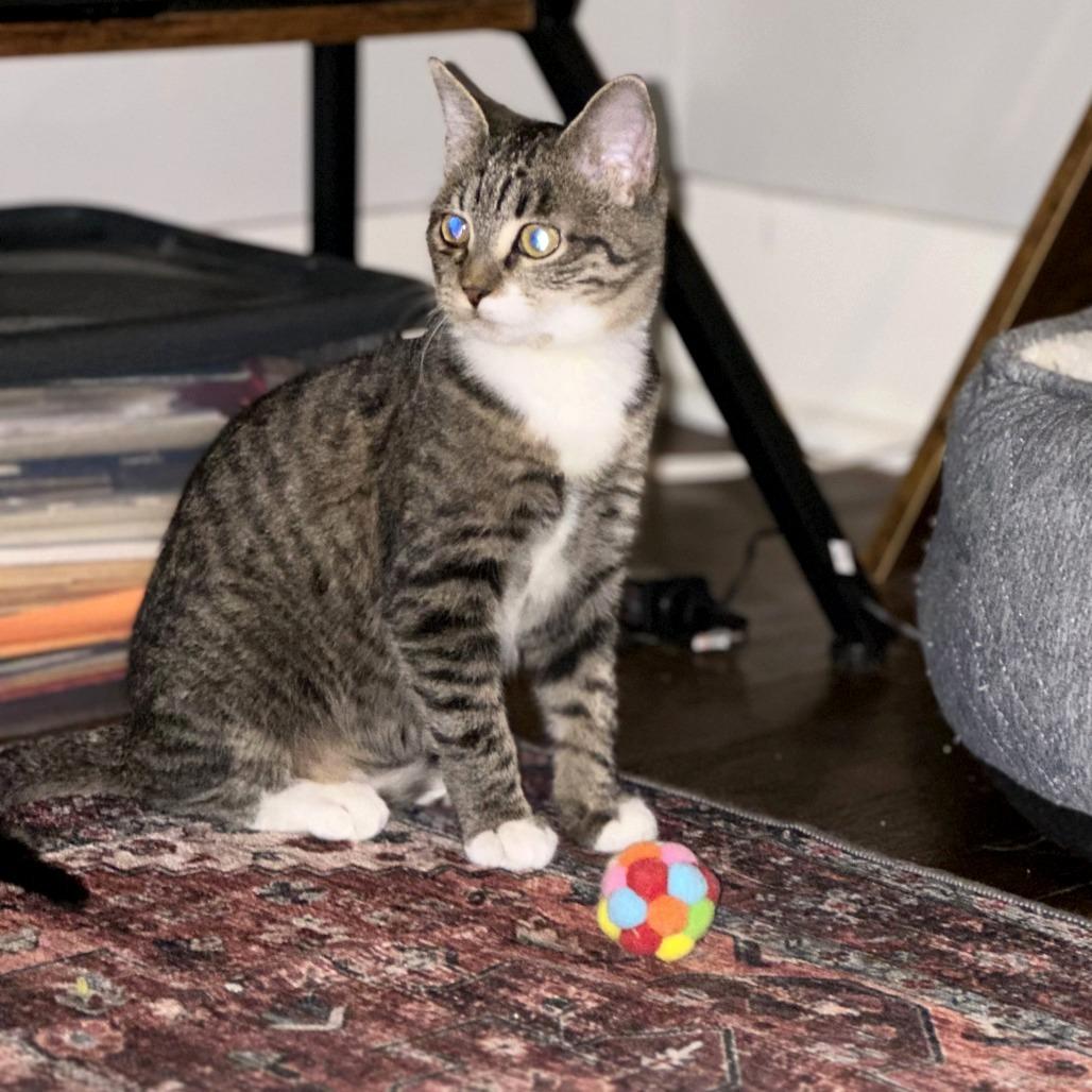 Robin, Adoptable, Young Female Domestic Short Hair.