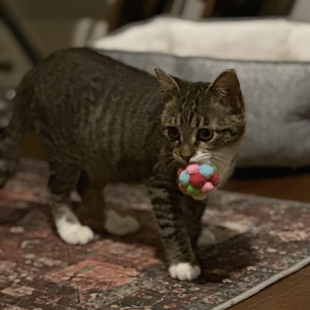 Enlarge Robin, a Adoptable Domestic Short Hair in Houston, TX image 3/6