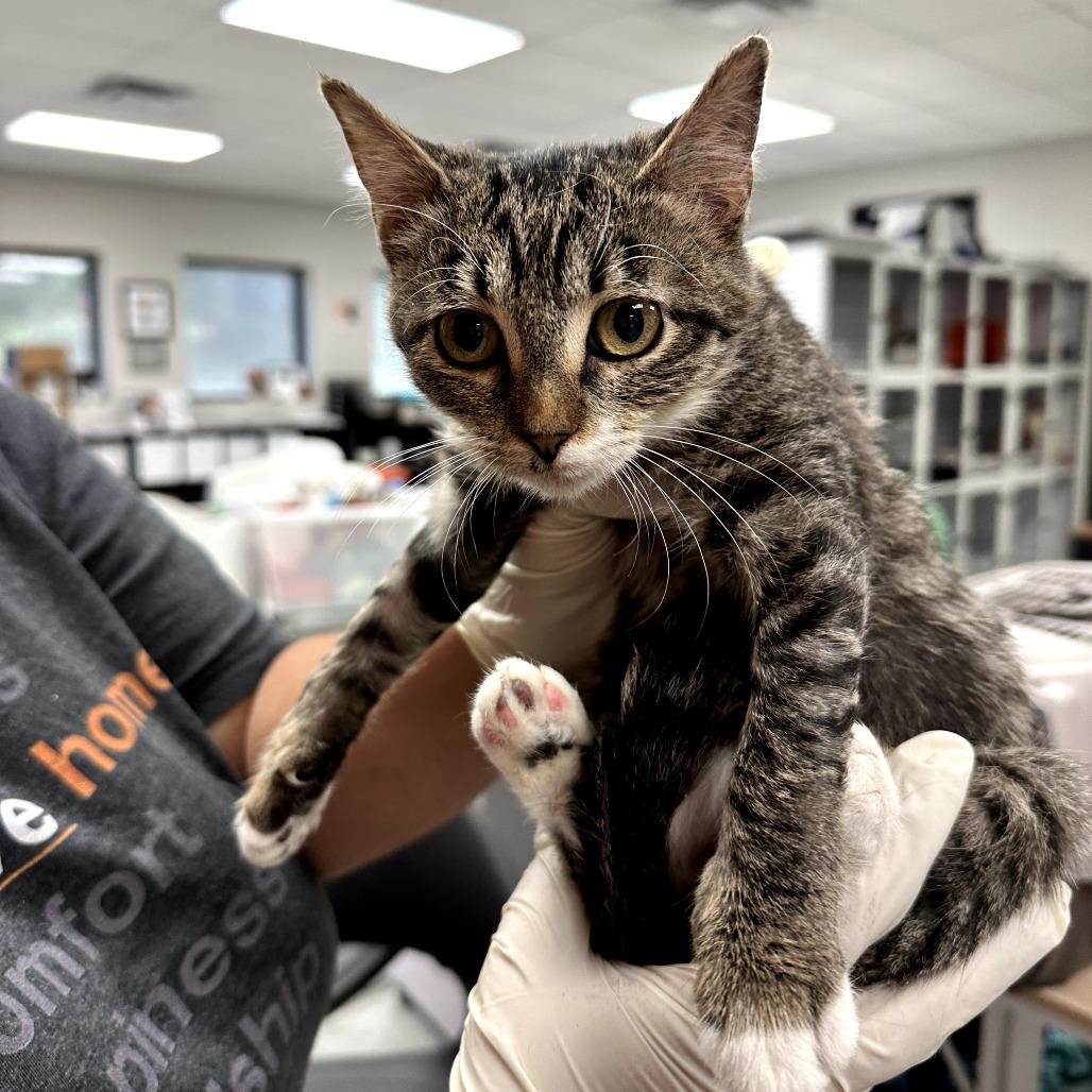 Enlarge Robin, a Adoptable Domestic Short Hair in Houston, TX image 4/6
