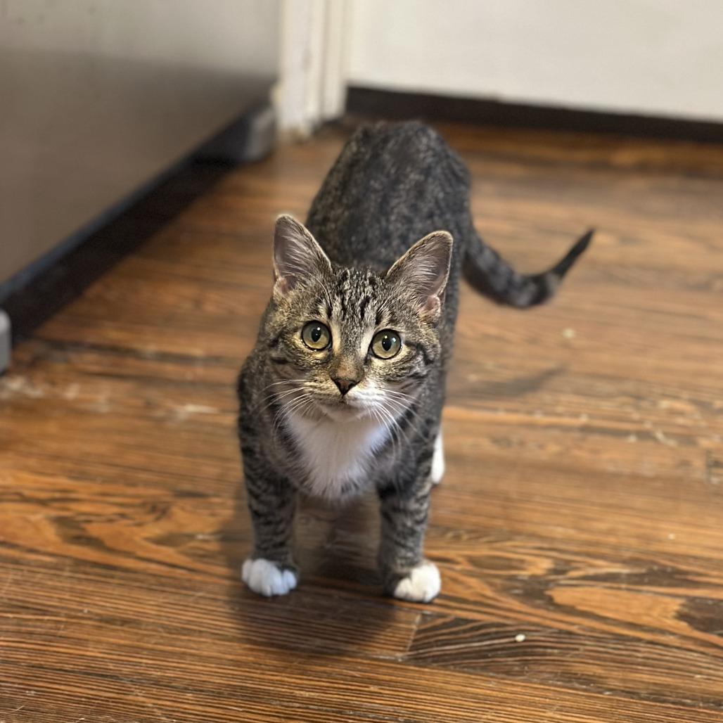 Enlarge Robin, a Adoptable Domestic Short Hair in Houston, TX image 5/6