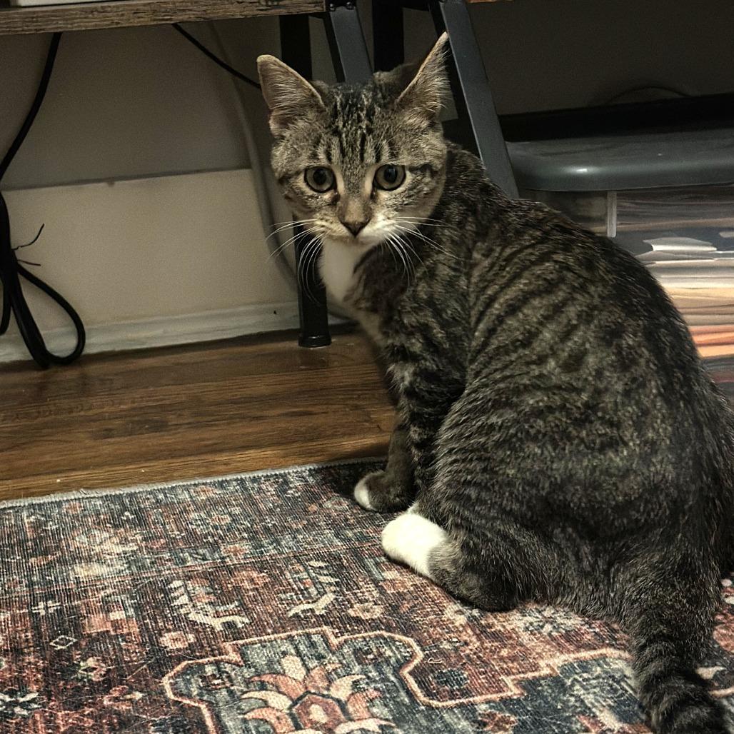 Enlarge Robin, a Adoptable Domestic Short Hair in Houston, TX image 6/6