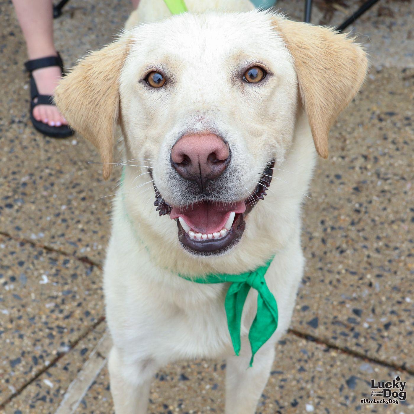 Coconut, Adoptable, Young Male Labrador Retriever & Retriever.