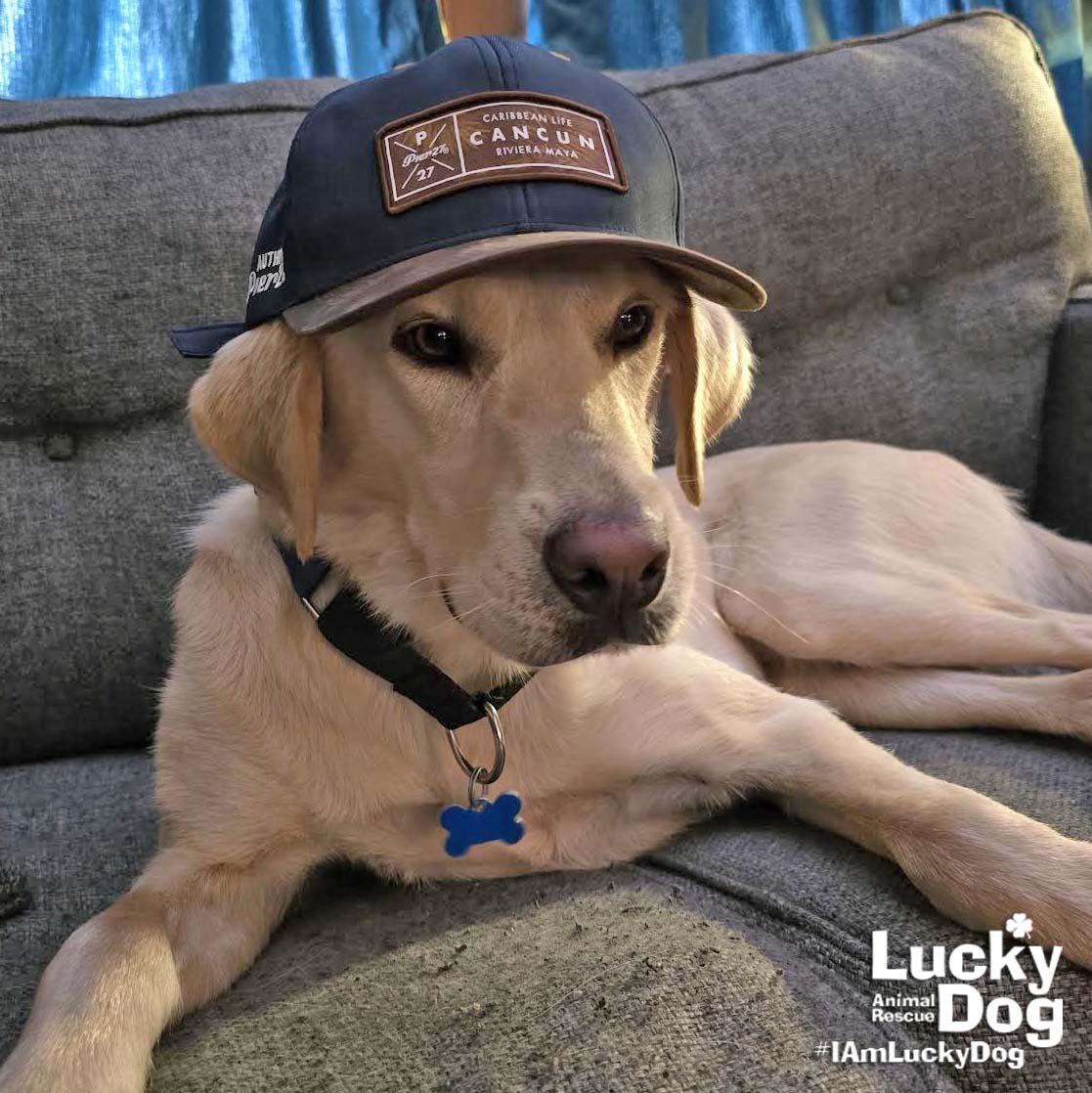 Coconut, Adoptable, Young Male Labrador Retriever & Retriever.