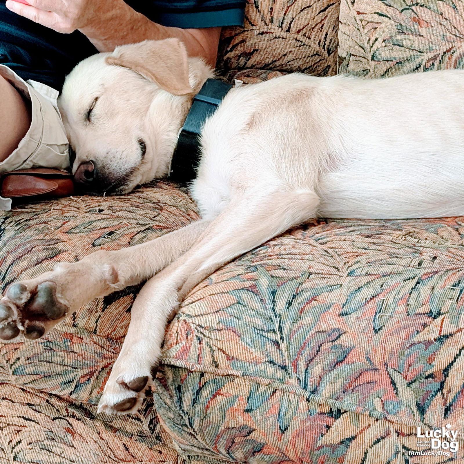 Enlarge Coconut, a Adopted mixed breed in Washington, DC image 2/3