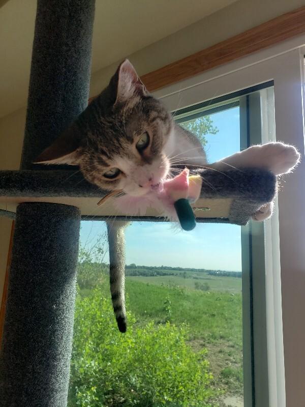 Jona, Adoptable, Adult Female Domestic Short Hair.